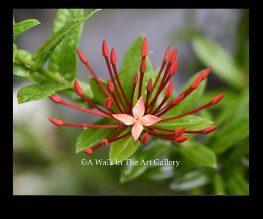 Red Flower Panama Print - Island Art by Yotigo